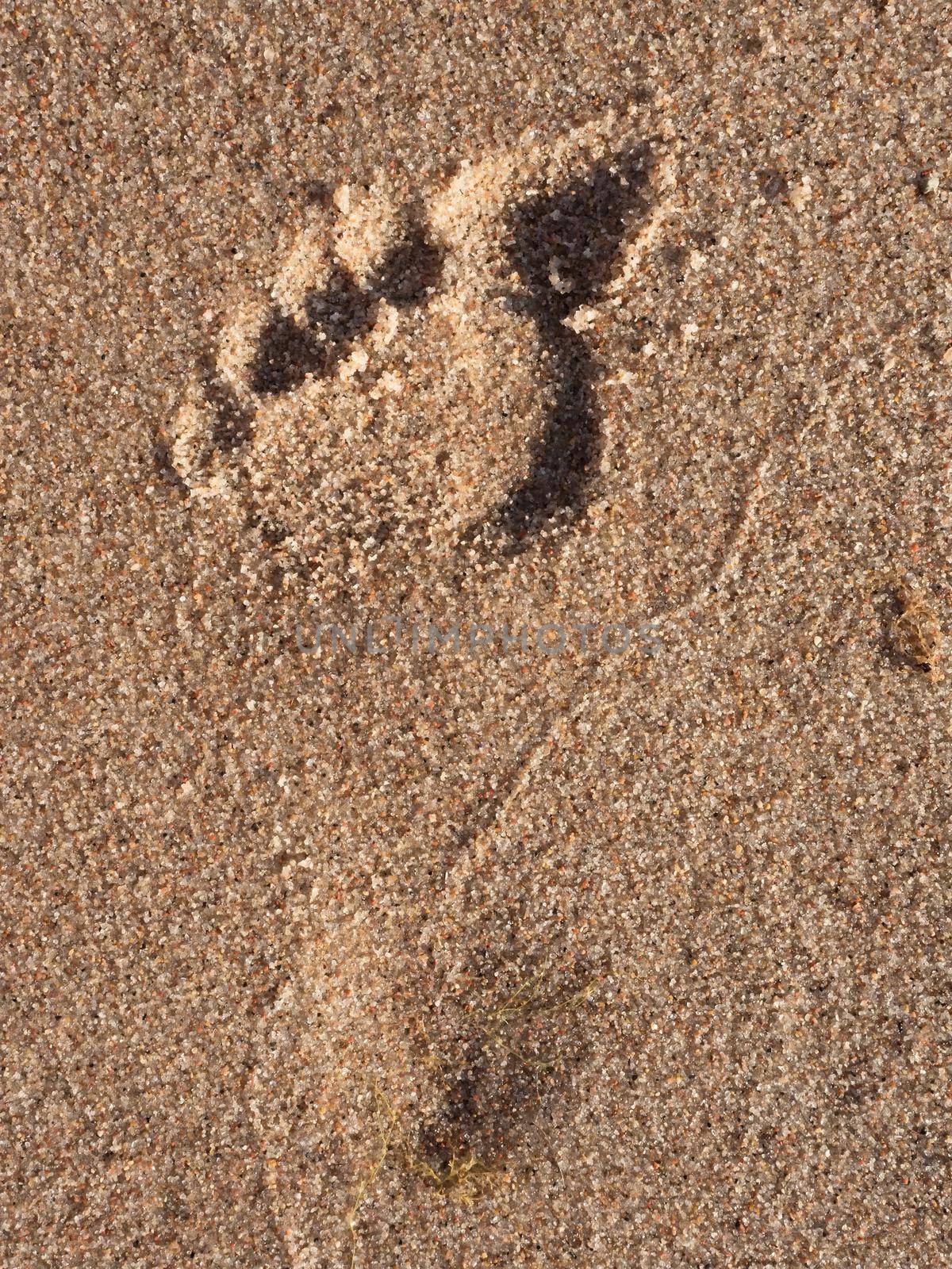 Woman gentle single footprint in wet beach sand