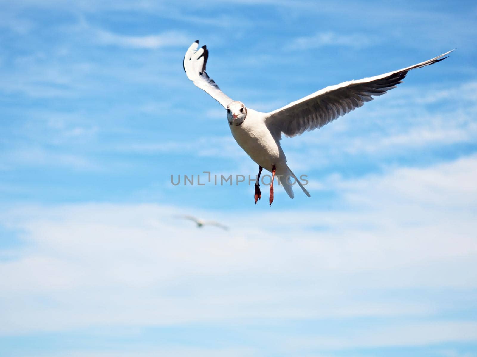 Sea gull in blue sky. Wild seagull bird flies. Blue sky  by rdonar2