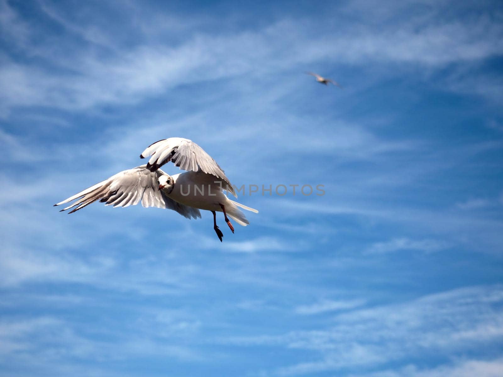 Sea gull in blue sky. Wild seagull bird flies and looking into camera. Blue sky over the sea.