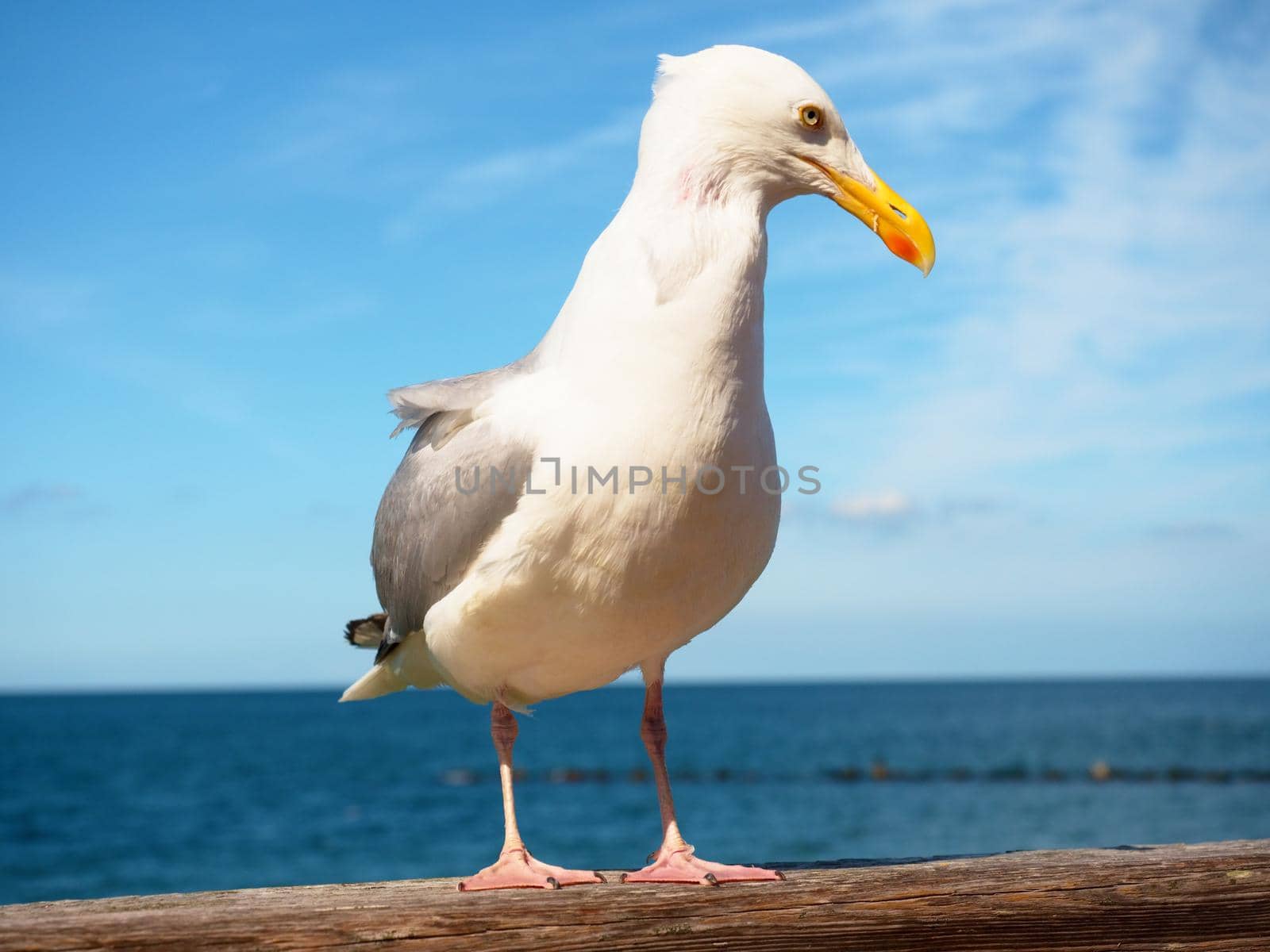 Close seagull stay on wooden handrail. Big bird looking into camera