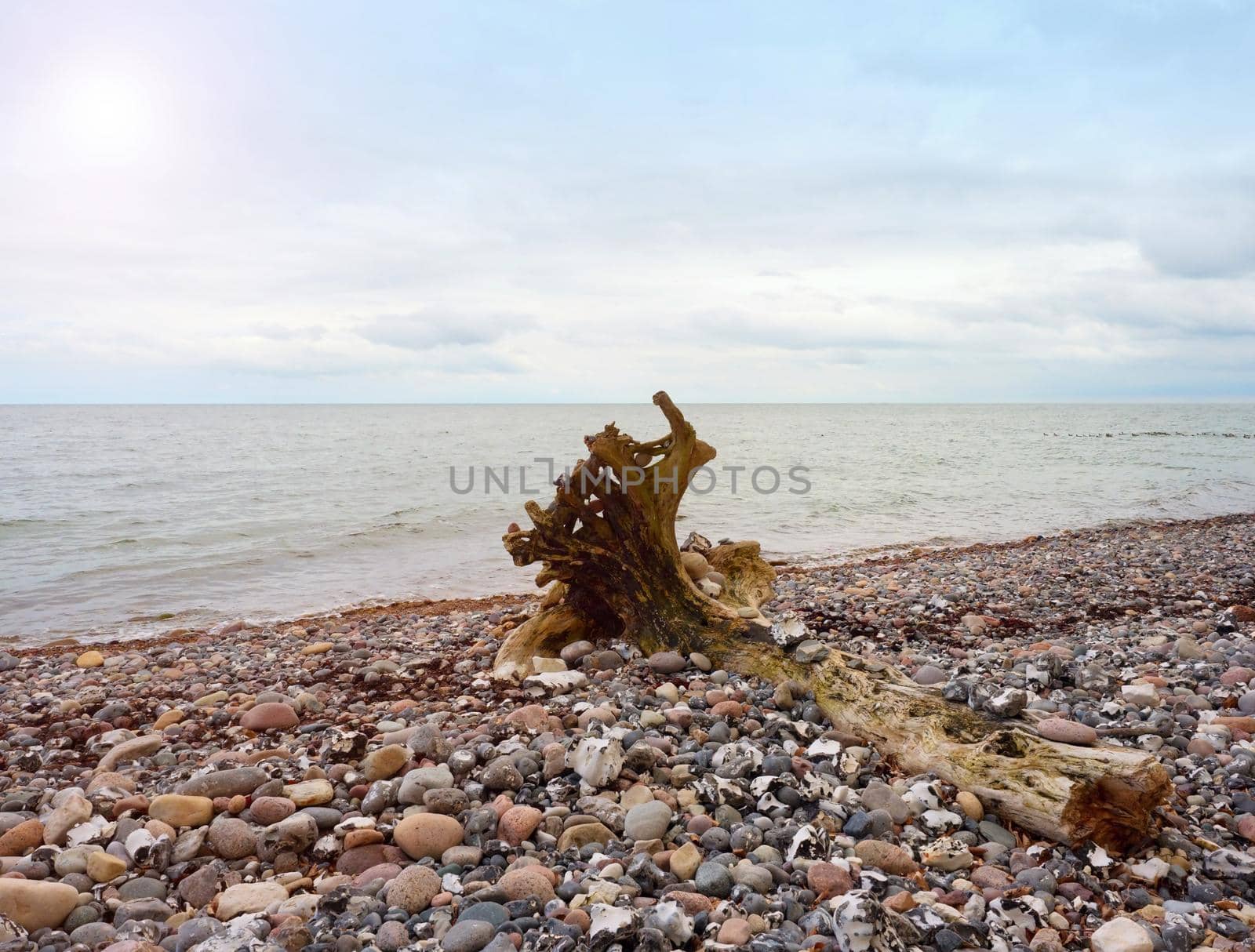 Blue sky above sea level. Fallen tree on stony coastline by rdonar2