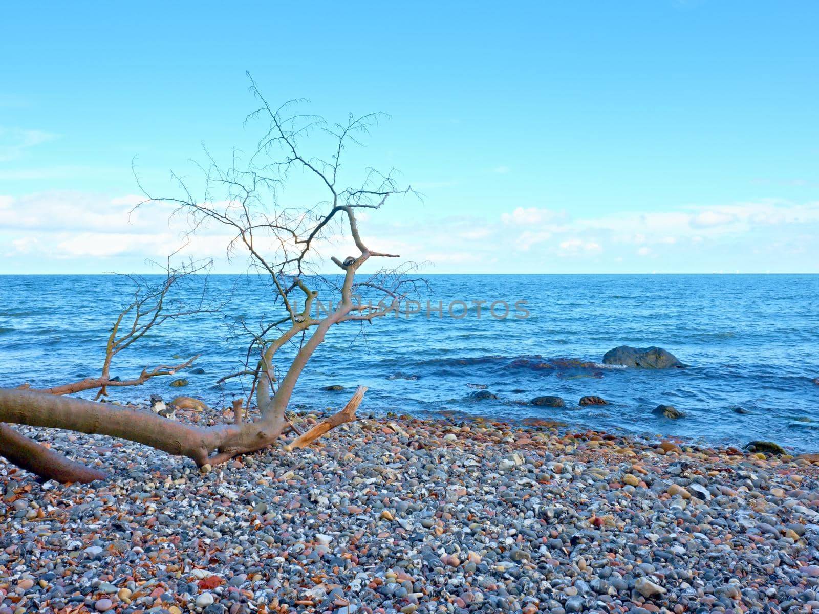 Blue sky above sea water level. Lonely fallen tree on empty stony coastline. Death tree.