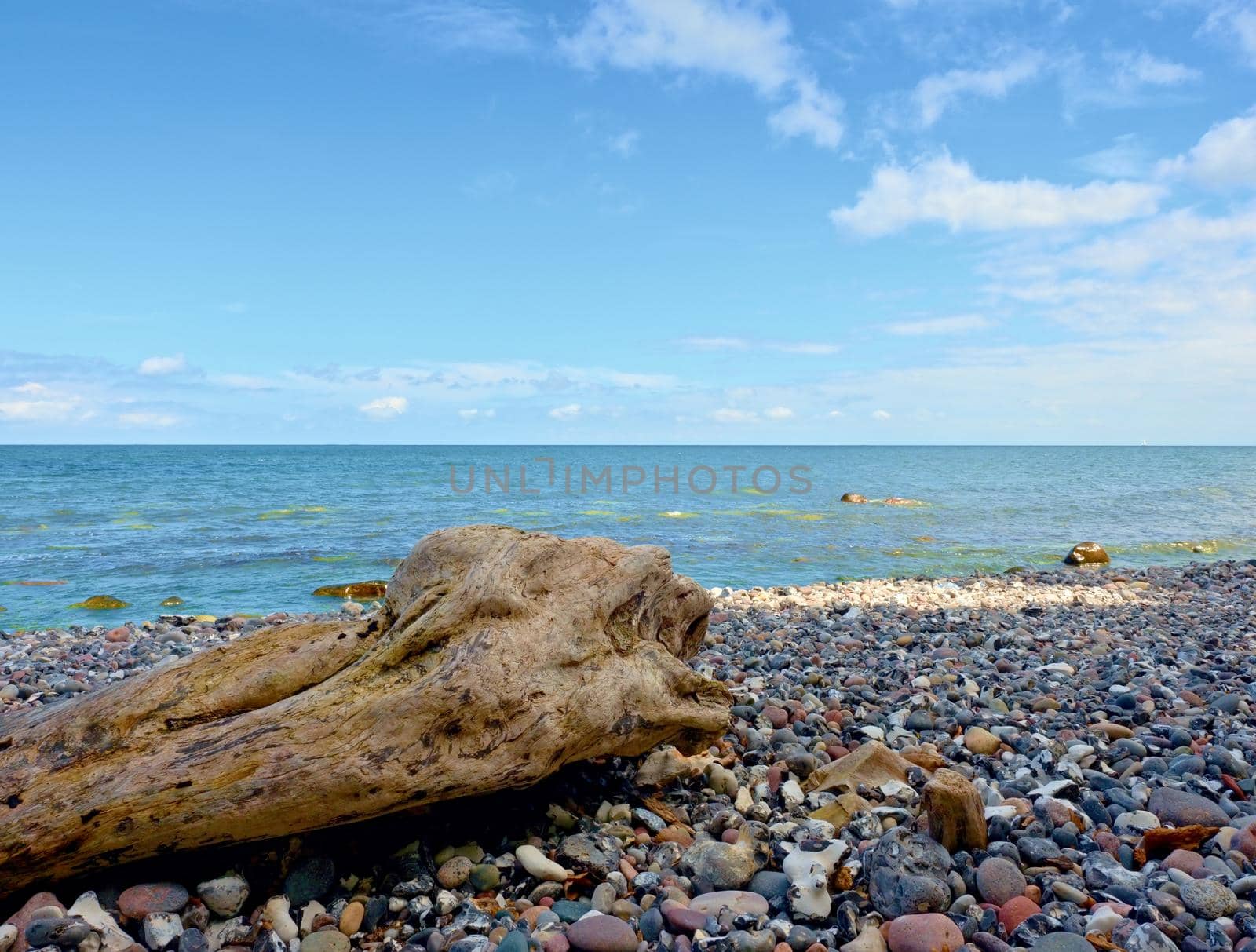 Blue sky above sea water level. Lonely fallen tree on empty stony coastline. Death tree.