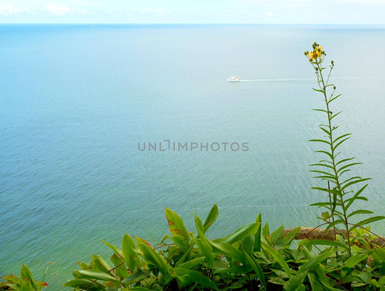 Grass straw on view point above sea level. Grass stalks in blossom, blue water level in contrast.