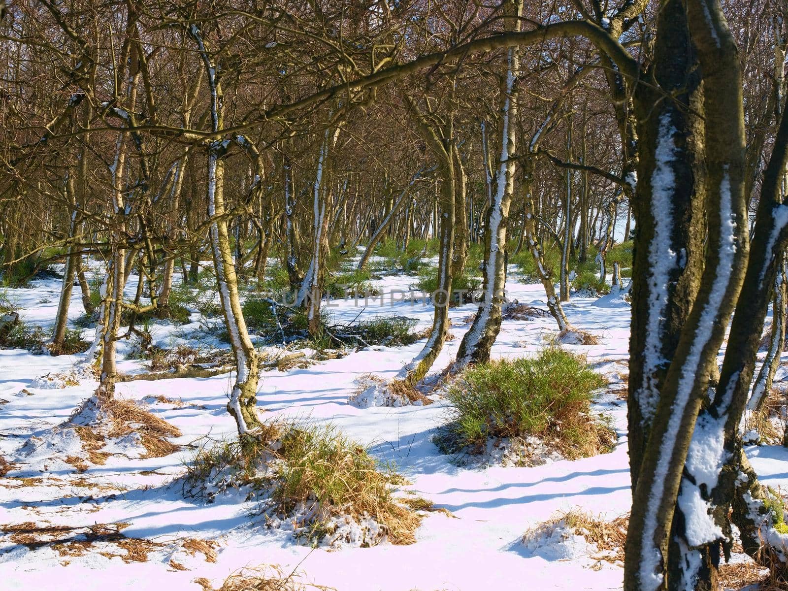 Early cold and misty morning at hoarfrost  grass on the mountain, view over frozen grass and boulders to trees and hill.
