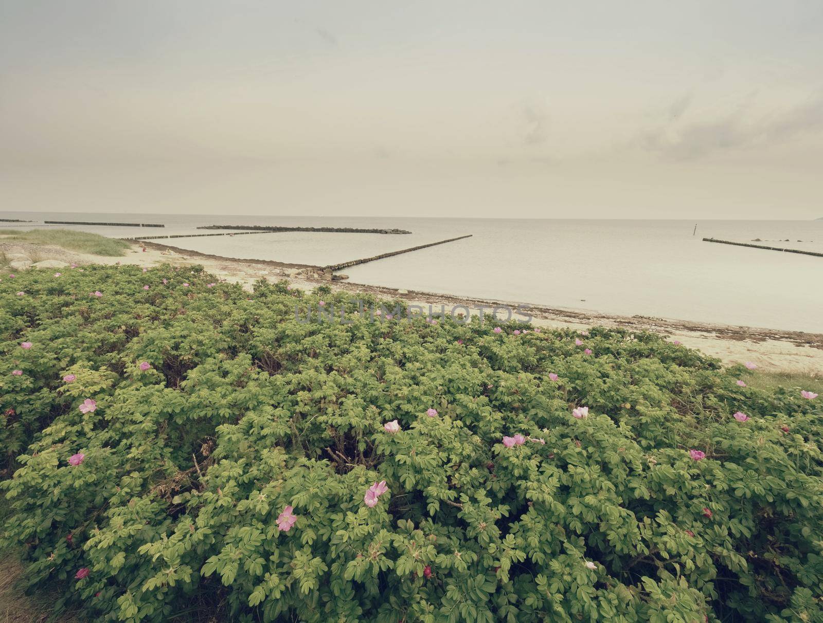 Stony beach with blooming wild roses. The seaside green bush, low clouds at horizon