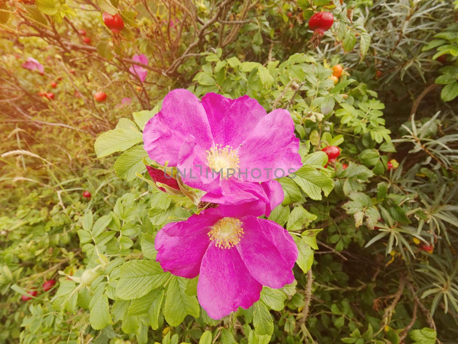 Dog roses in blossom. Warm sunny summer day. Rocky shores at the sea in sunset light. 