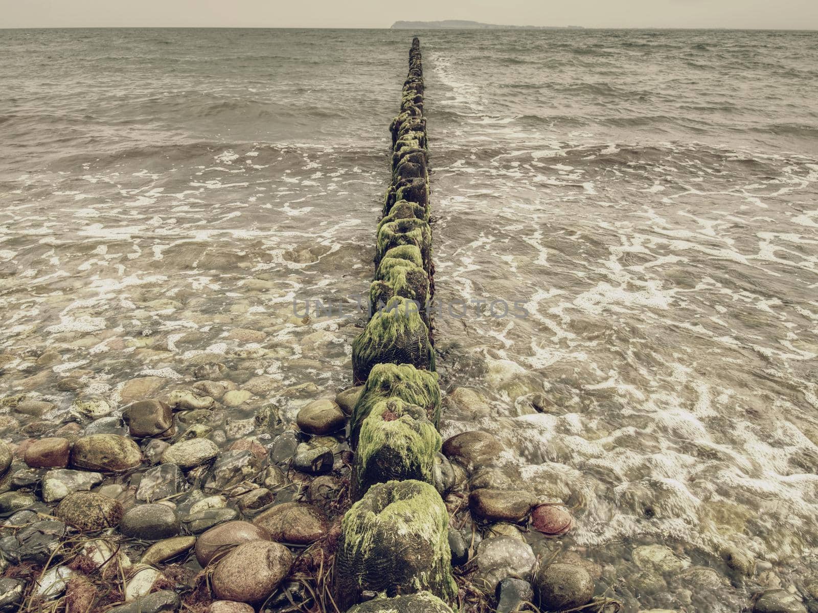 The row of old wooden piles as  breakwater in front of the stony beach,  typical at the baltic sea