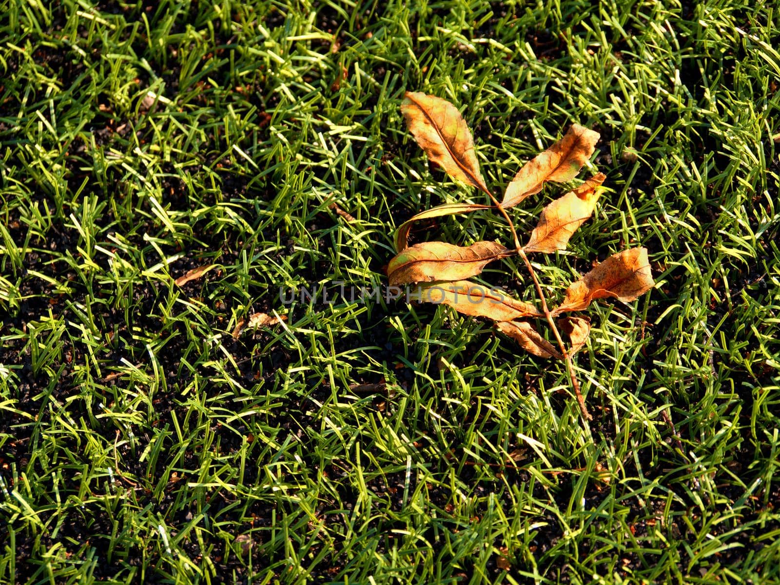 Football playfield. Outdoor soccer playground, poor grass at end of season with fallen leaves by rdonar2