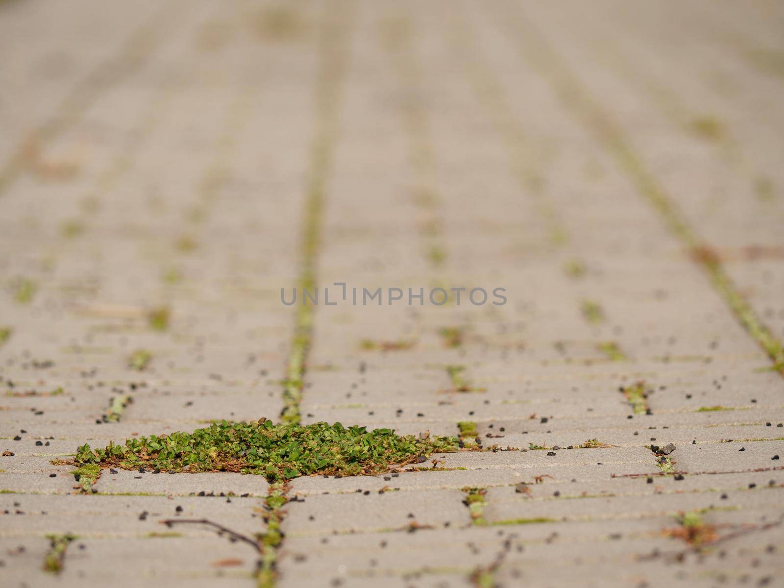 Cobblestone paving footpath with a bunch of grass,  concrete cobbles. Texture of old stone path with green grass