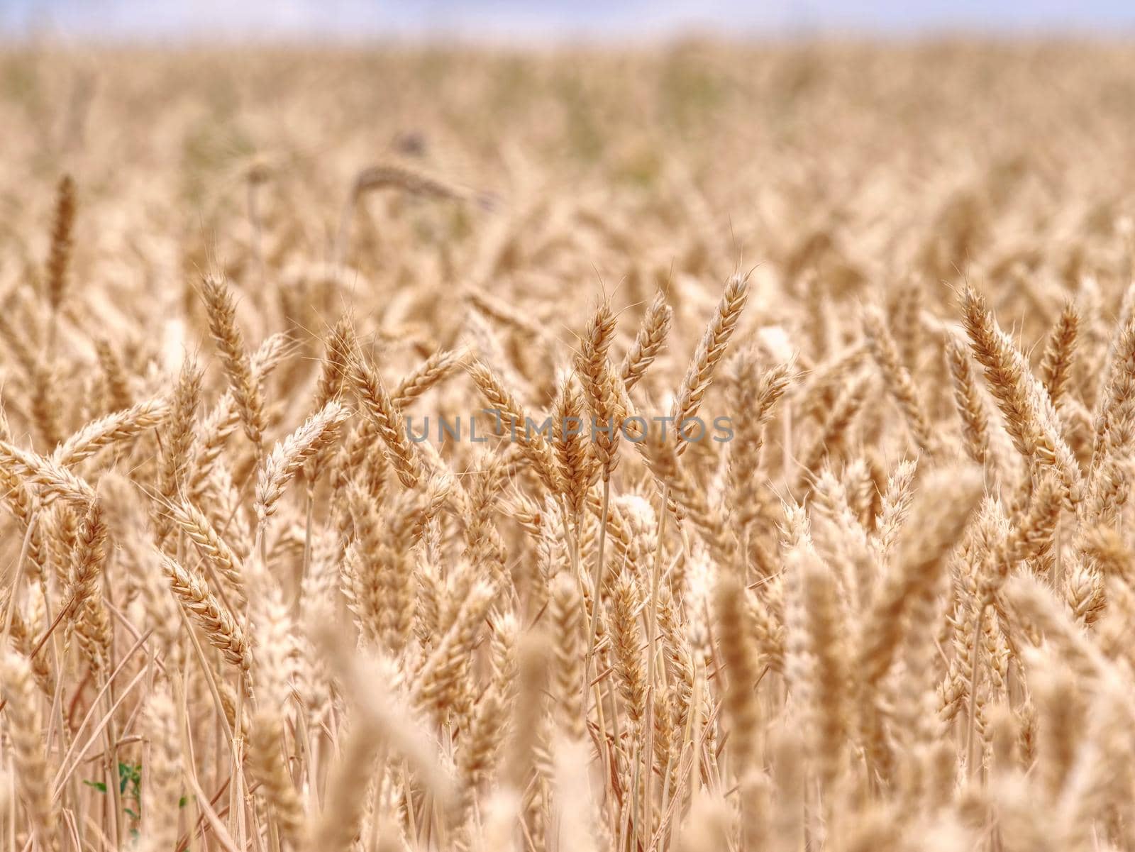 Selective focus onweed in  wheat field, golden grain of wheat lit by sunlight 