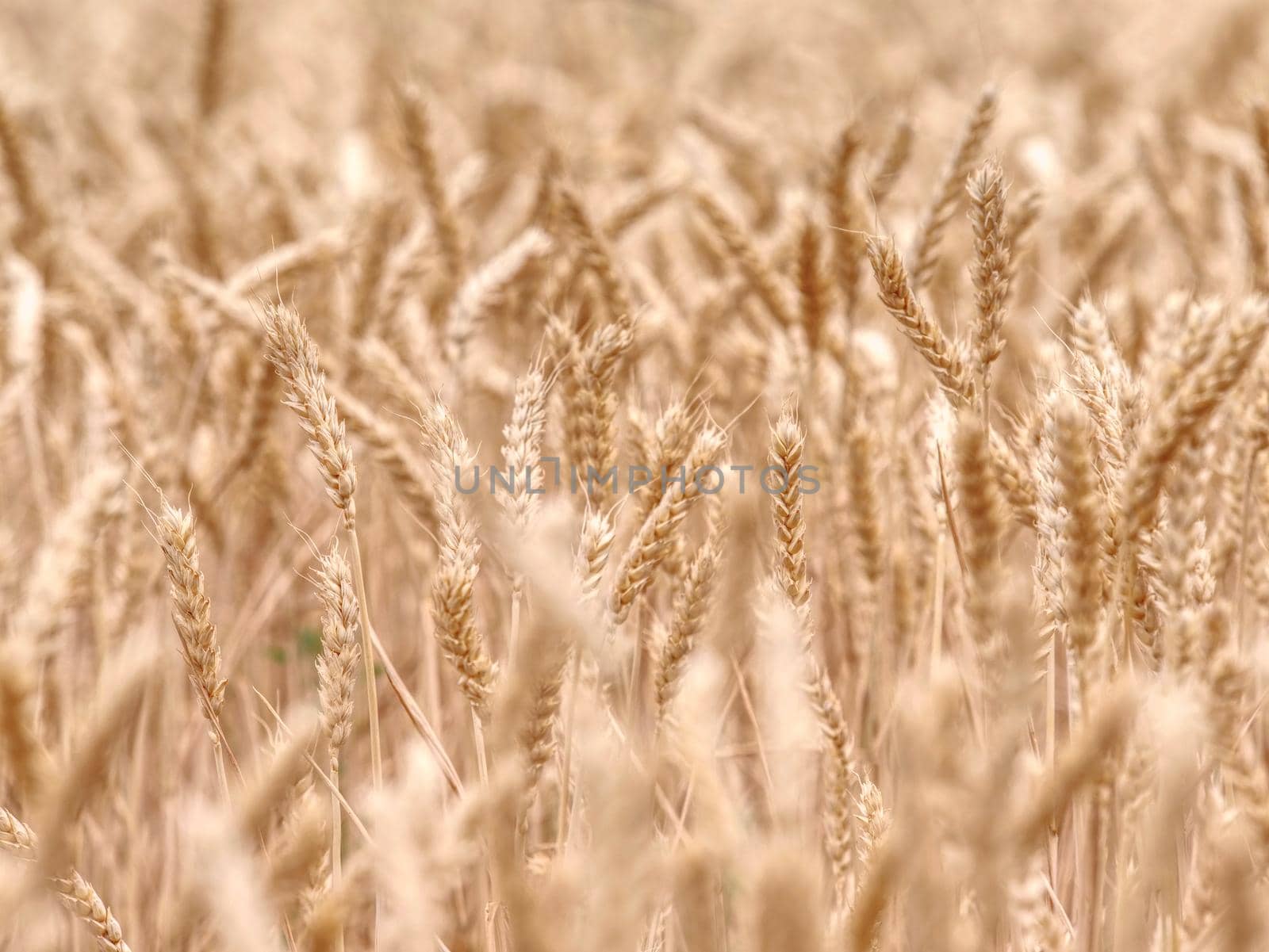 Selective focus onweed in  wheat field, golden grain of wheat lit by sunlight 