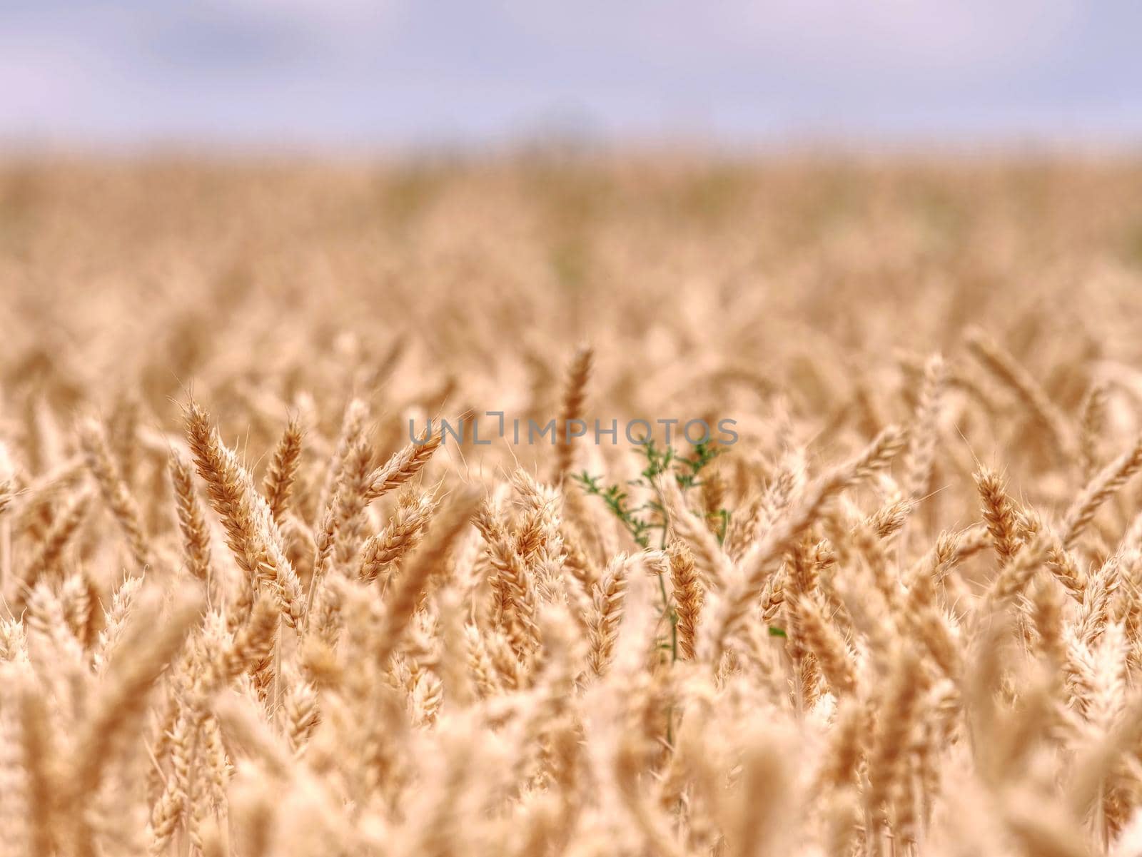 Selective focus onweed in  wheat field, golden grain of wheat lit by sunlight 