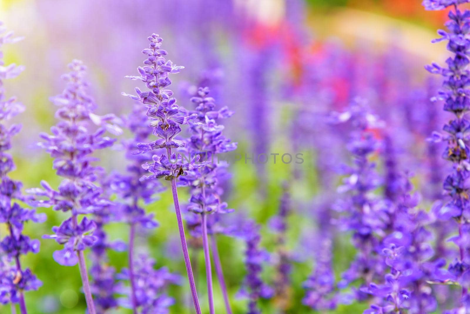 Purple or blue flowers beautiful nature of Salvia Farinacea or Mealy Cup Sage in the flower garden under the evening sunlight