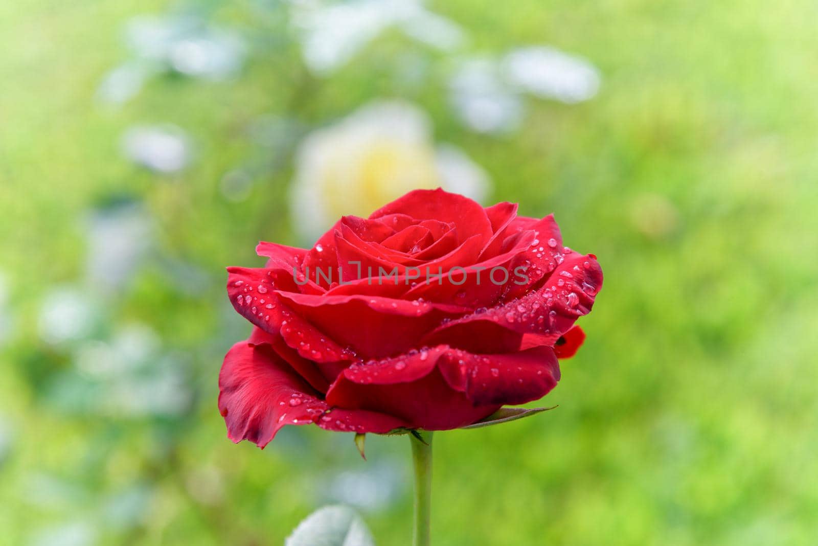 Beautiful nature of the flower garden, close-up red rose blooming on the branch under the bright sunlight and the green garden is the background