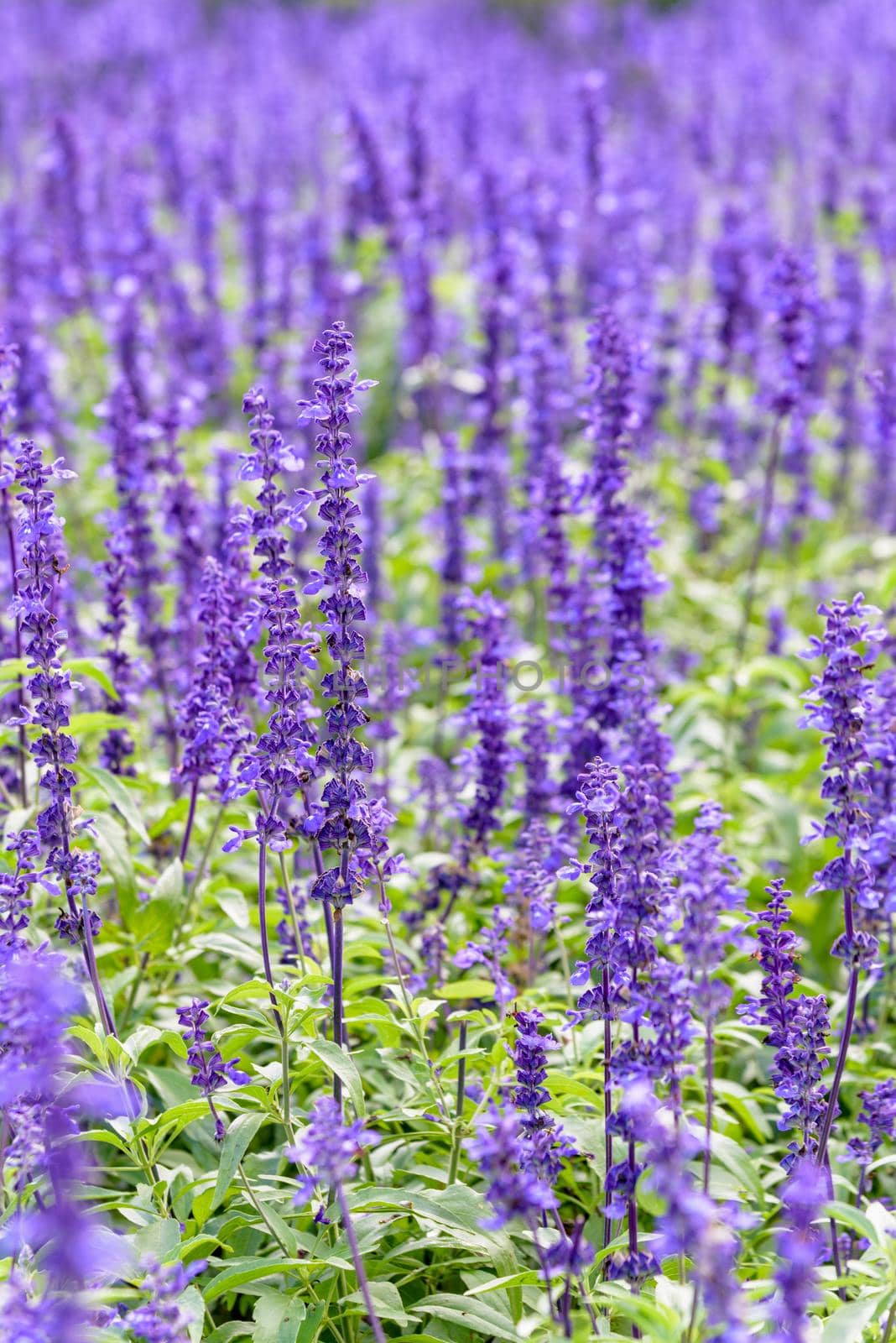 Purple or blue flowers beautiful nature of Salvia Farinacea or Mealy Cup Sage in the flower garden