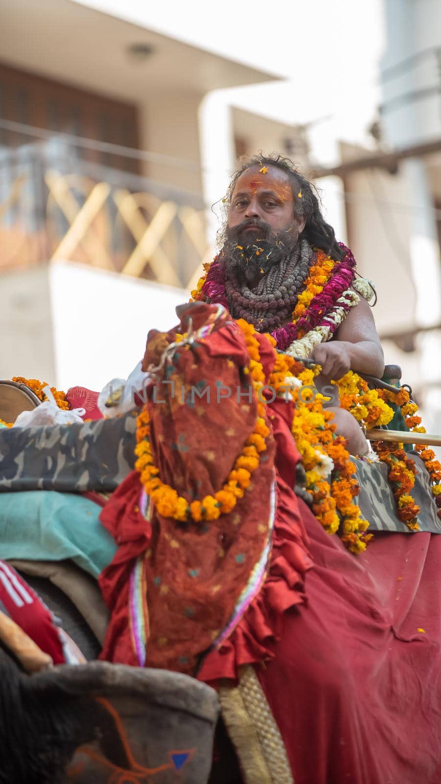 Indian sadhus coming to Kumbh Mela, Royal welcome. Sadhus sitting wearing garland by stocksvids