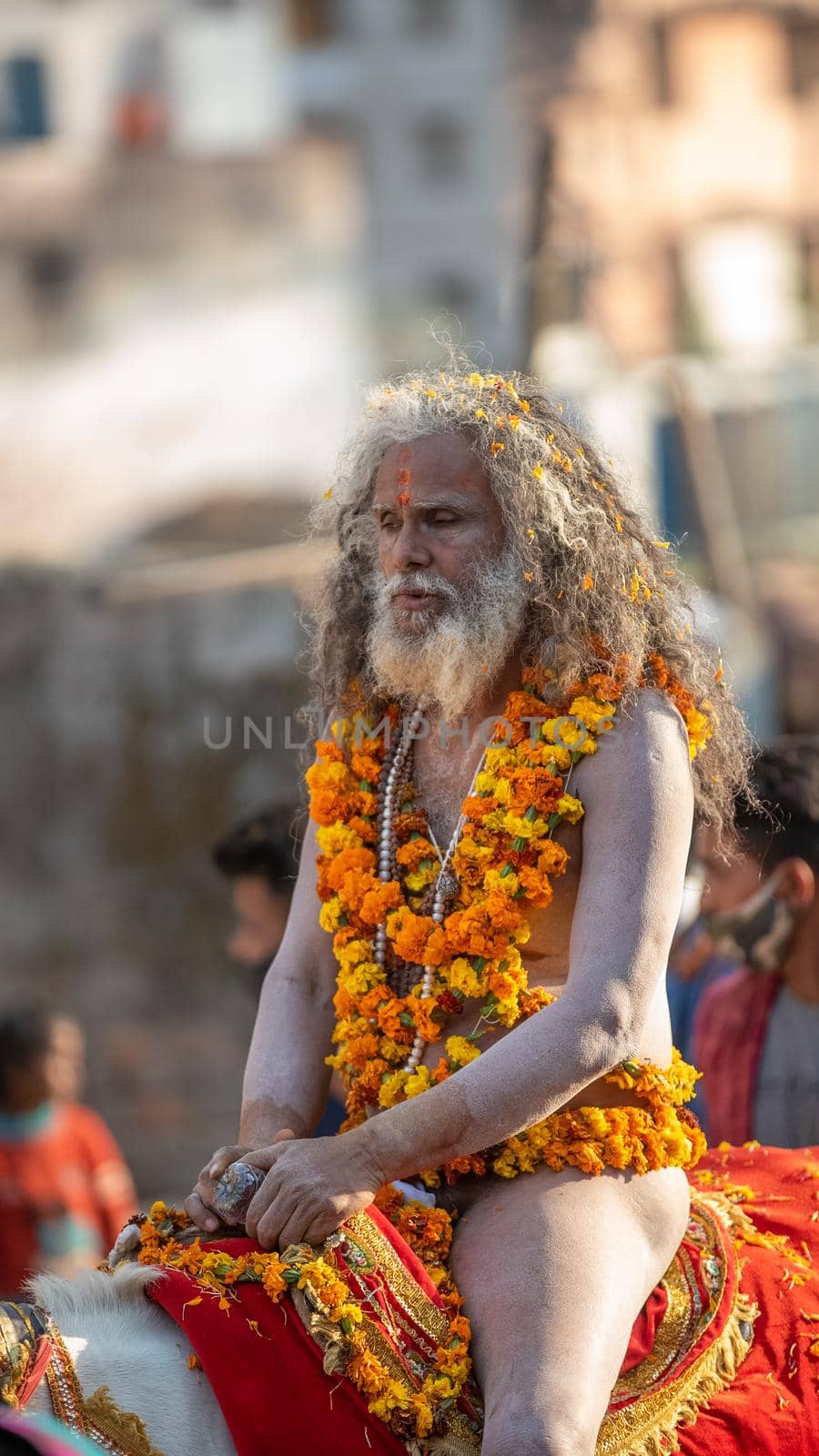 Indian sadhus coming to Kumbh Mela, Royal welcome. Sadhus sitting wearing garland by stocksvids