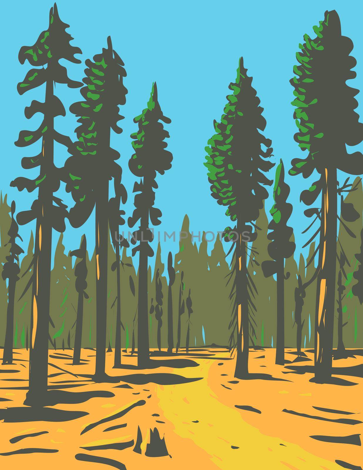 Giant Sequoias Growing in the General Grant Trail and Grove Section of the Greater Kings Canyon National Park Located in California WPA Poster Art by patrimonio