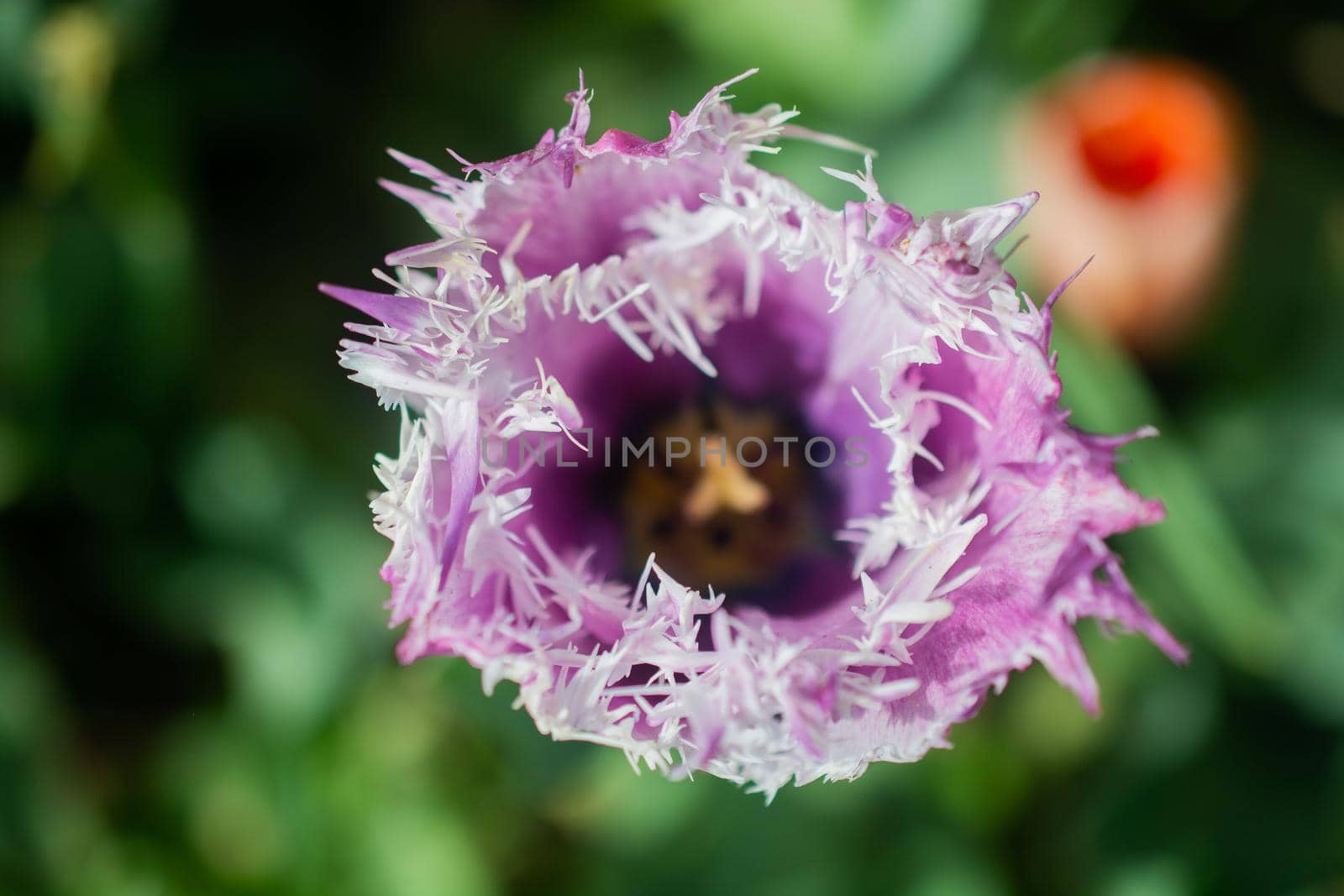 Beautiful colorful tulips flower in spring time garden