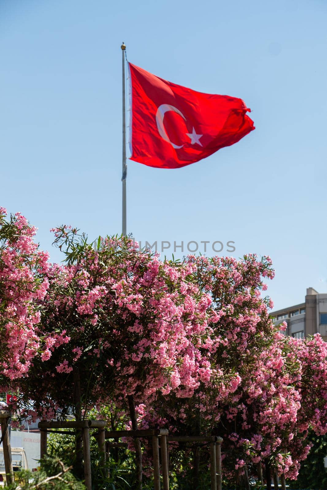Turkish national flag with white star and moon on a pole in sky beyond flowers