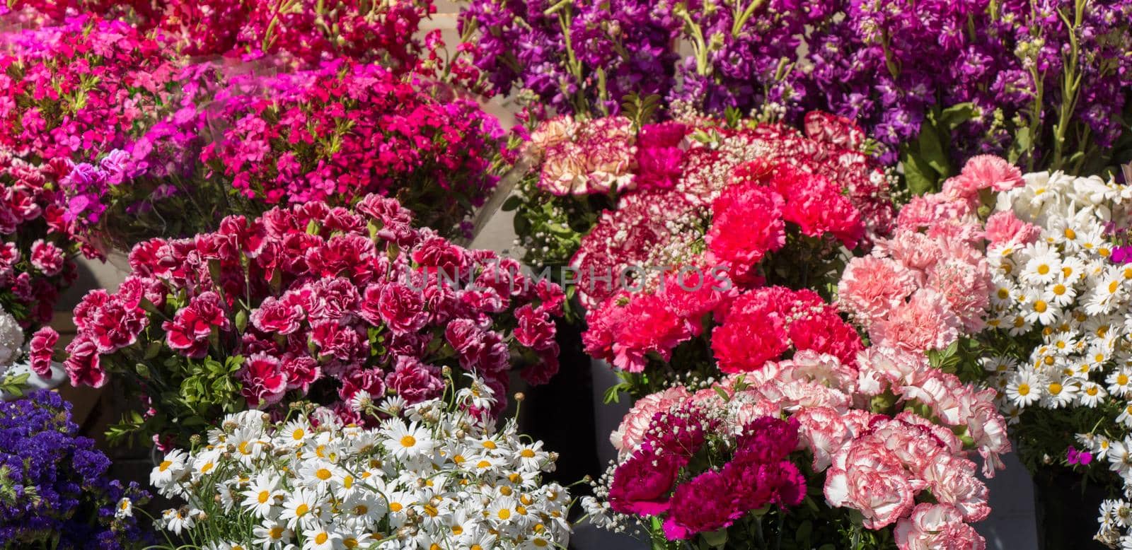 Blooming beautiful colorful fresh natural flowers in view