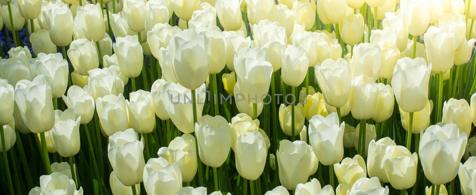 Blooming tulips  flowers in  as  floral plant  background