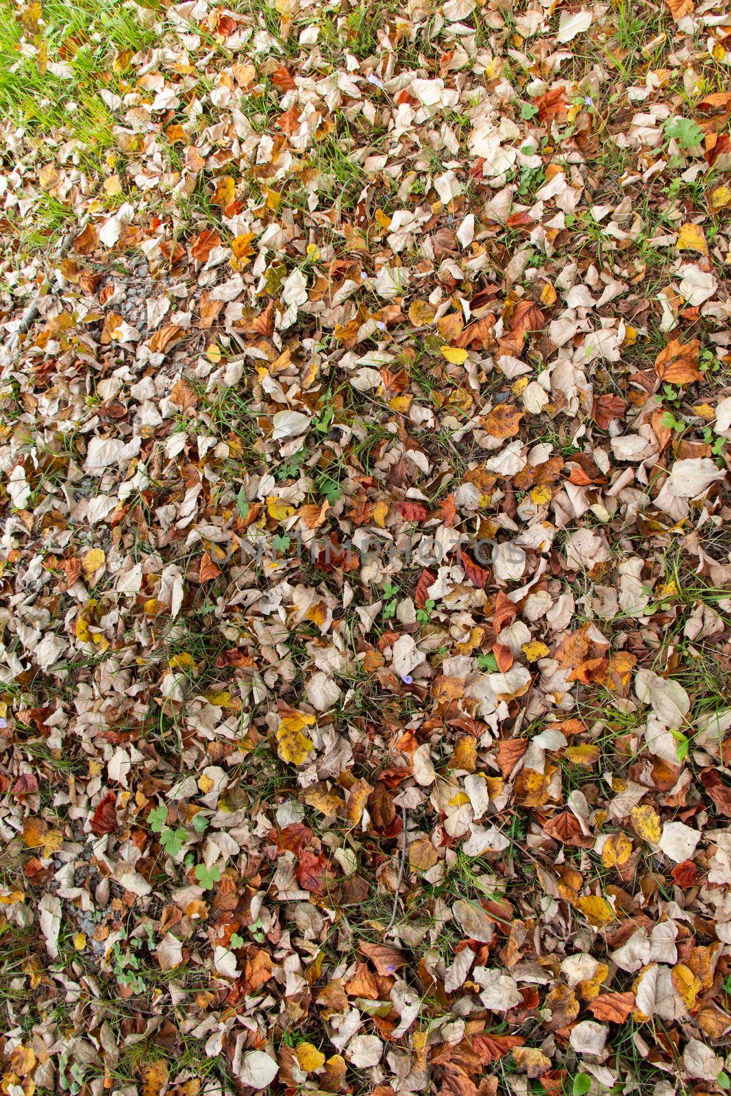 Autumn leaves texture for background. leaf background texture