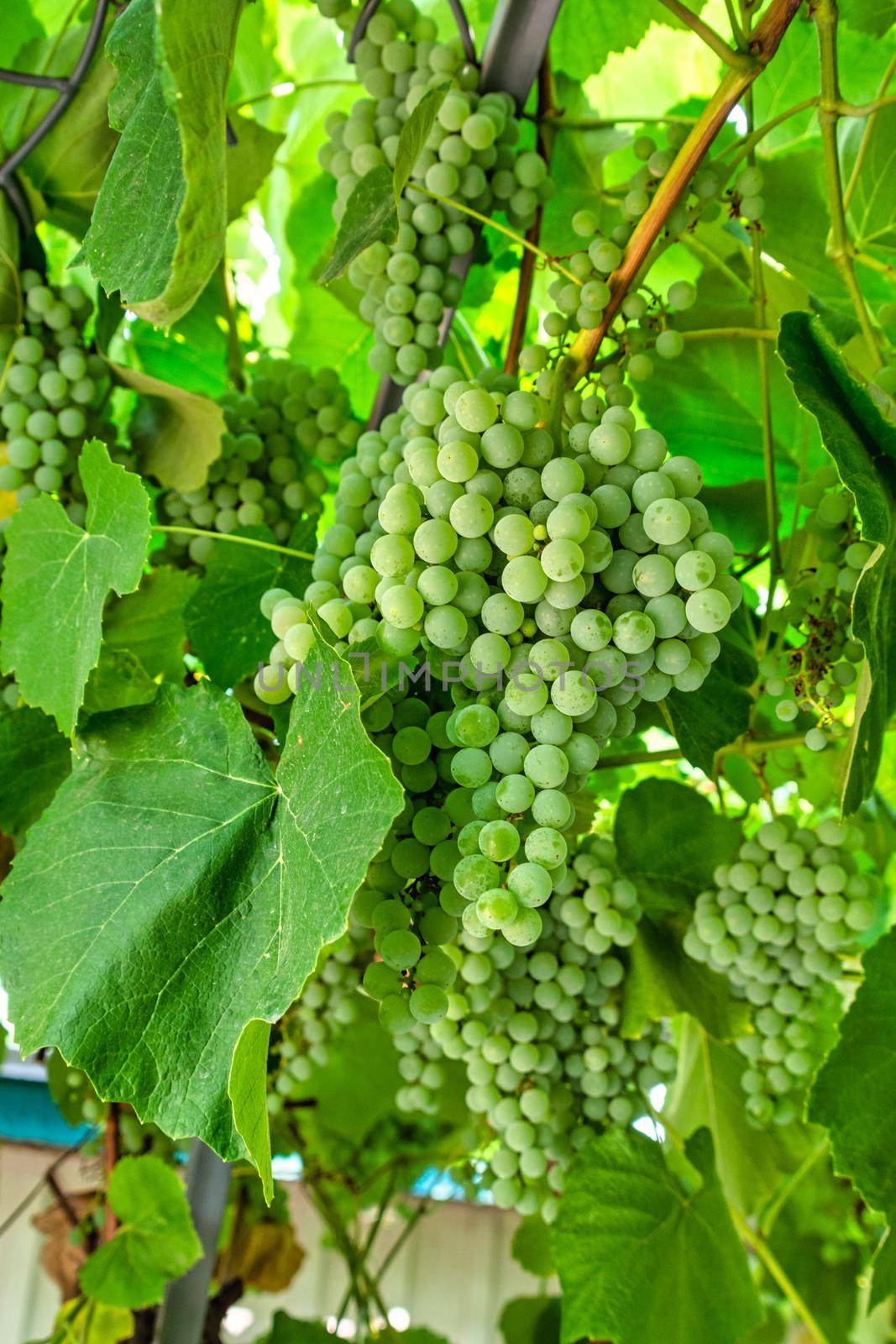 Fascicle green grape growing among the leaves. Vine branch with racemules of green grape