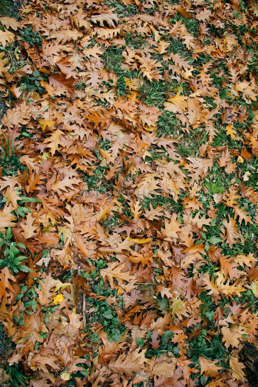 Autumn leaves texture for background. leaf background texture