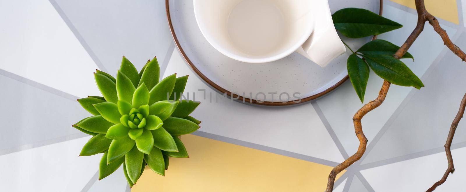 minimalist modern header, succulent plant on pastel yellow white surface. Scandinavian style design. Copy space, top view, flat lay