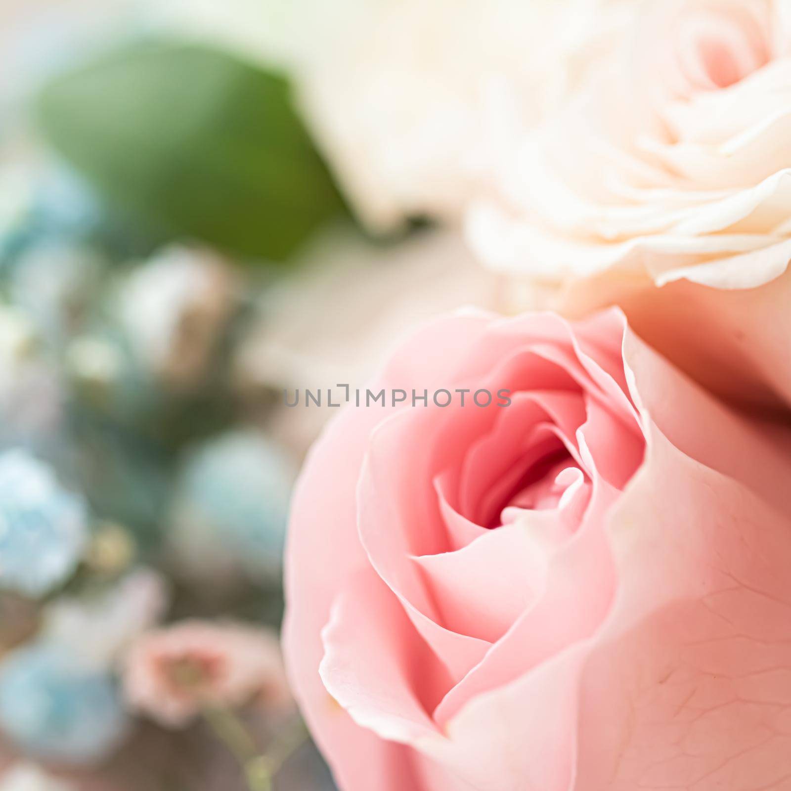 Rose flower in a garden, floral beauty and botanical background for wedding invitation and greeting card, nature and environment concept by Anneleven