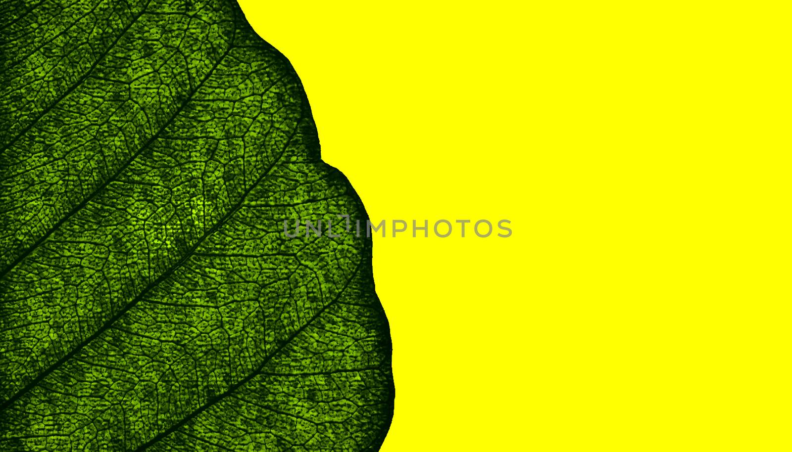 Leaf natural background concept close-up texture half 3d rendering abstract design isolated