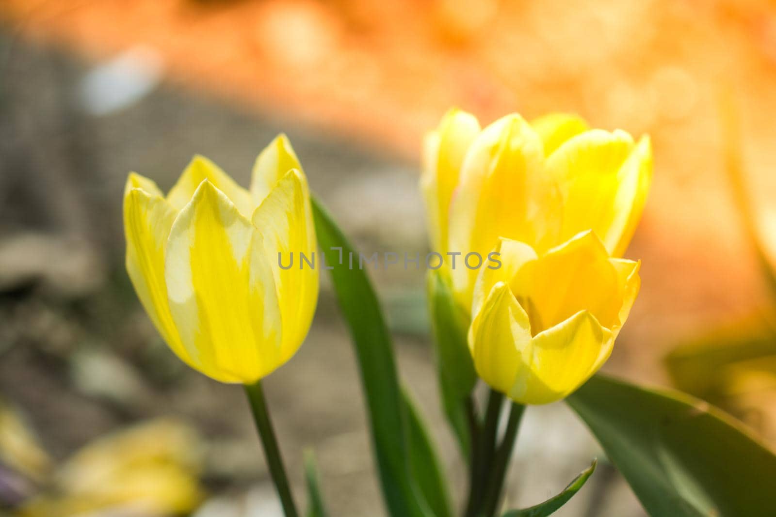 Beautiful colorful tulips flower in spring time garden