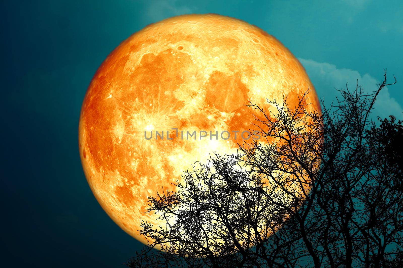 full buck blood moon and silhouette tree in the night sky, Elements of this image furnished by NASA