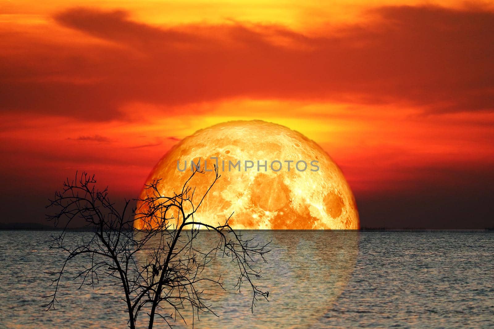 reflection full crust blood Moon and silhouette tree in the sea and night sky by Darkfox