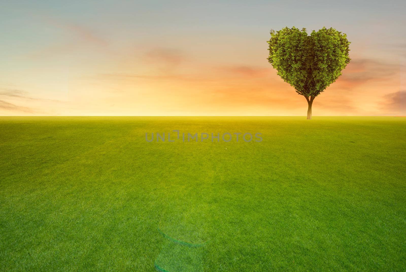 Green field with heart shape tree on sunset background.