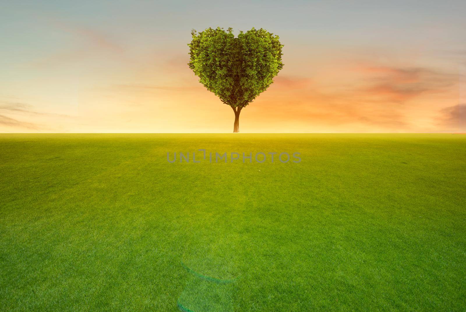 Green field with heart shape tree on sunset background.