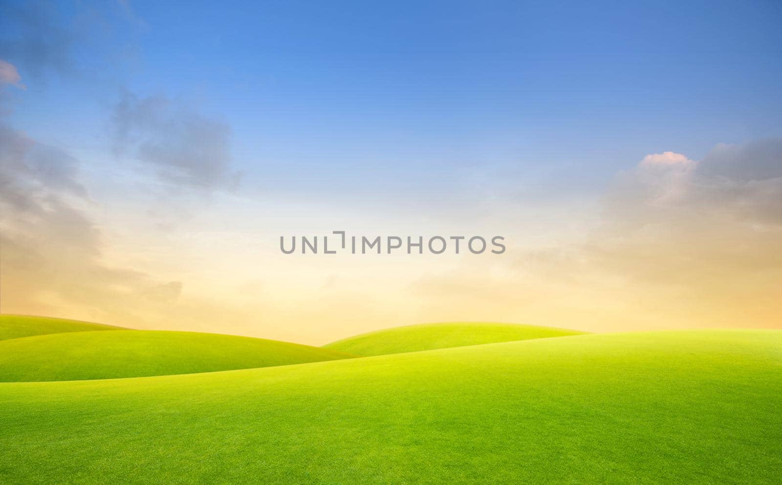 Field of green fresh grass on sunset or sunlight. by thanumporn