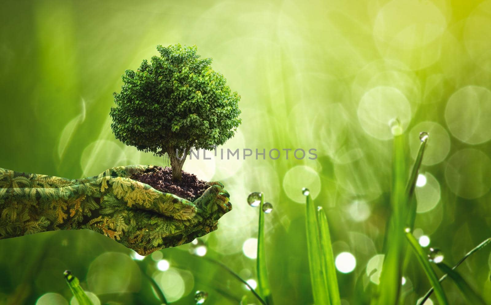 Environment Earth Day Hands from nature. Girl hands holding trees growing on fresh green grass with dew drops in sunshine and bokeh background.