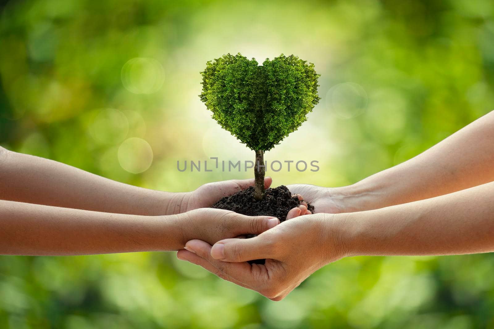 environment Earth Day Hands from nature. Girl hands holding heart shape trees growing on bokeh green background. Ecology and Nature concept. by thanumporn