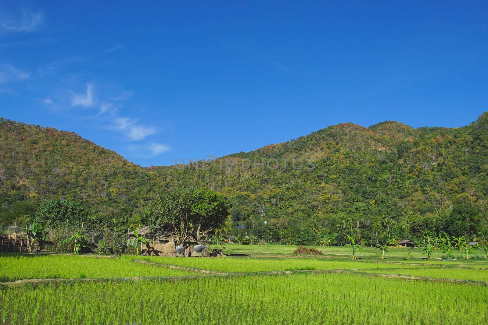 Landscape of paddy field in Pha Bong Village, Mae Hong Son province, Thailand.