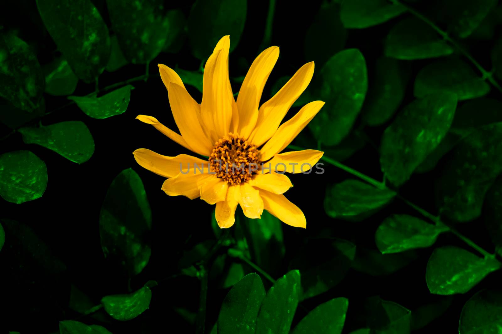 Yellow flower against tropical shadow green leaves. by Essffes