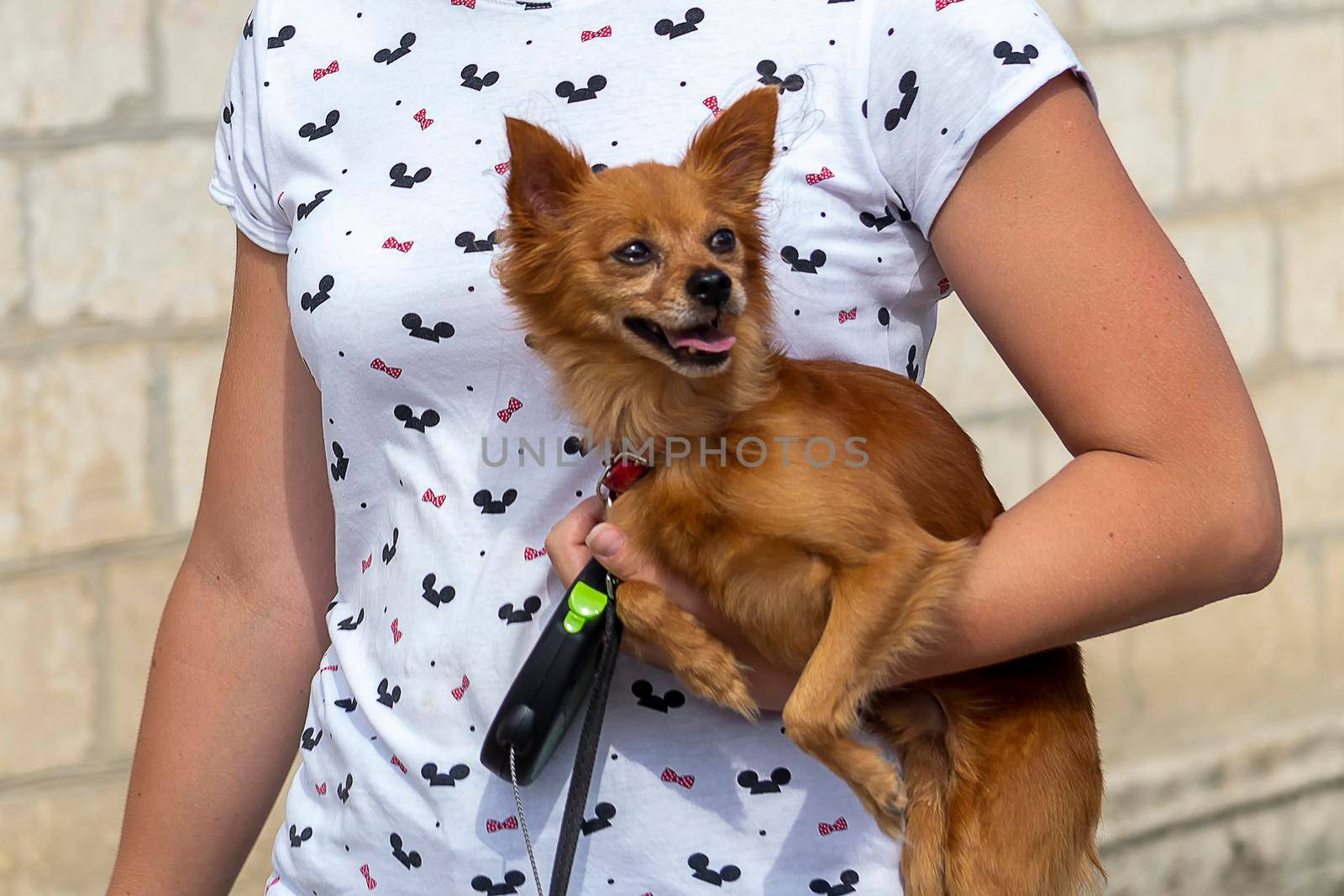 Red brown decorative mini dog in arms of woman. by Essffes