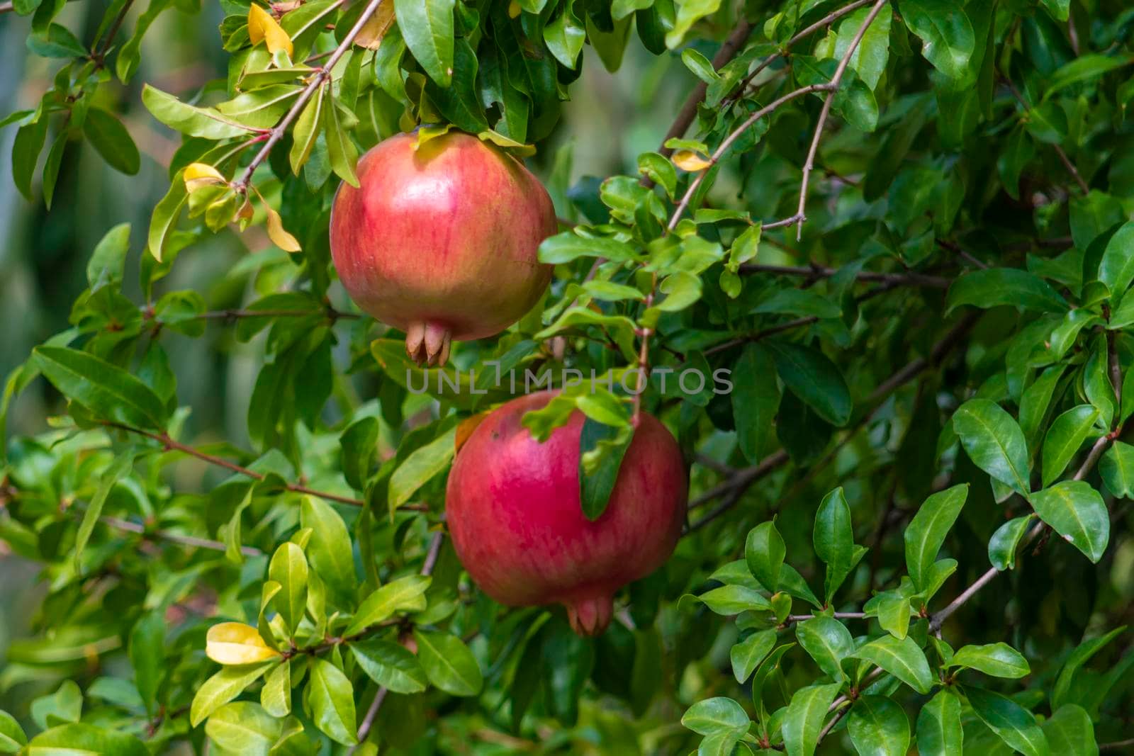 Ripe pomegranate fruit on a branch. Autumn. by Essffes
