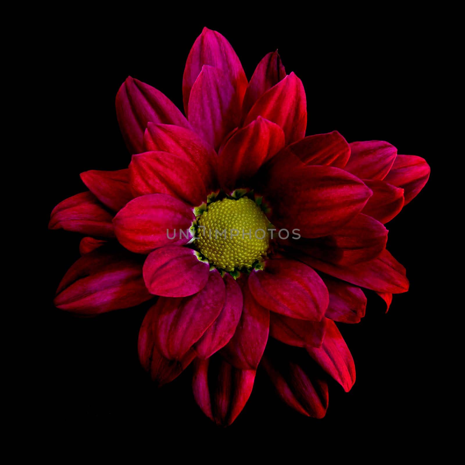 Chrysanthemum by catoroed