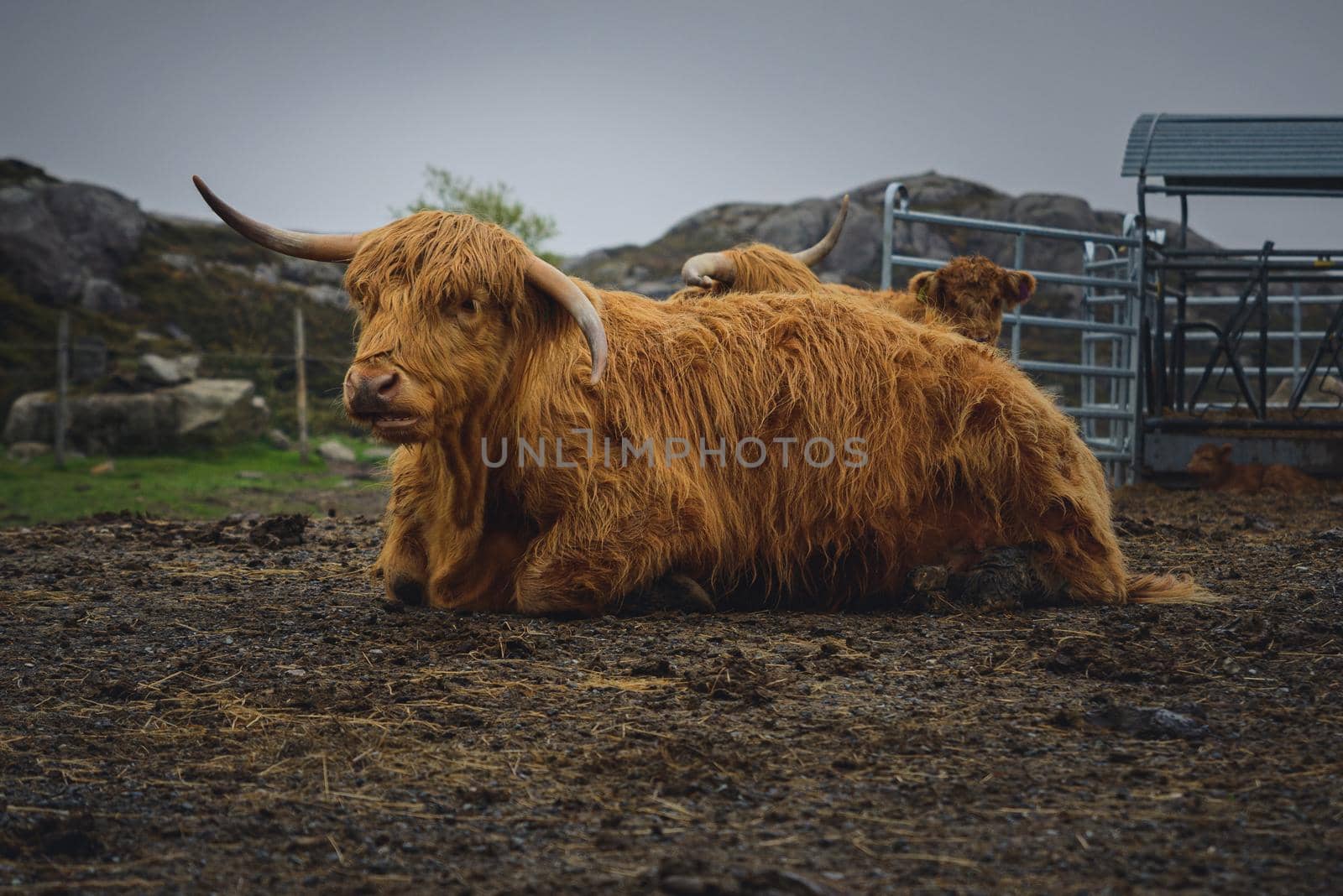 Highland Cattle_Matningsdal #1 by catoroed