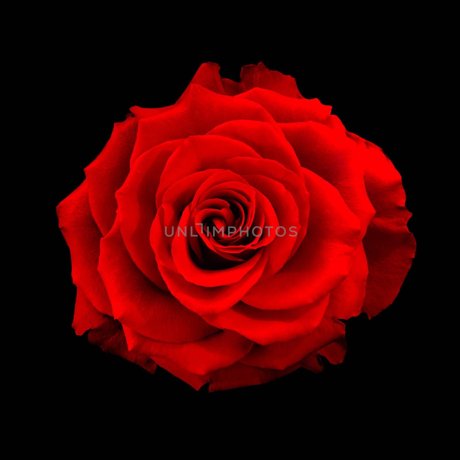 Red Rose by catoroed