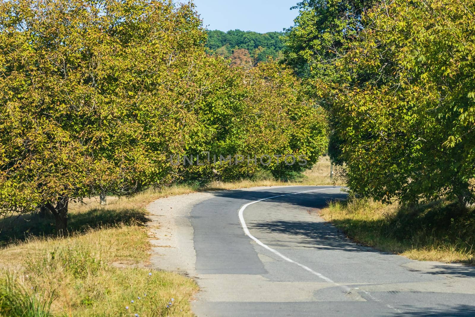 Country road, asphalt street between autumn trees.