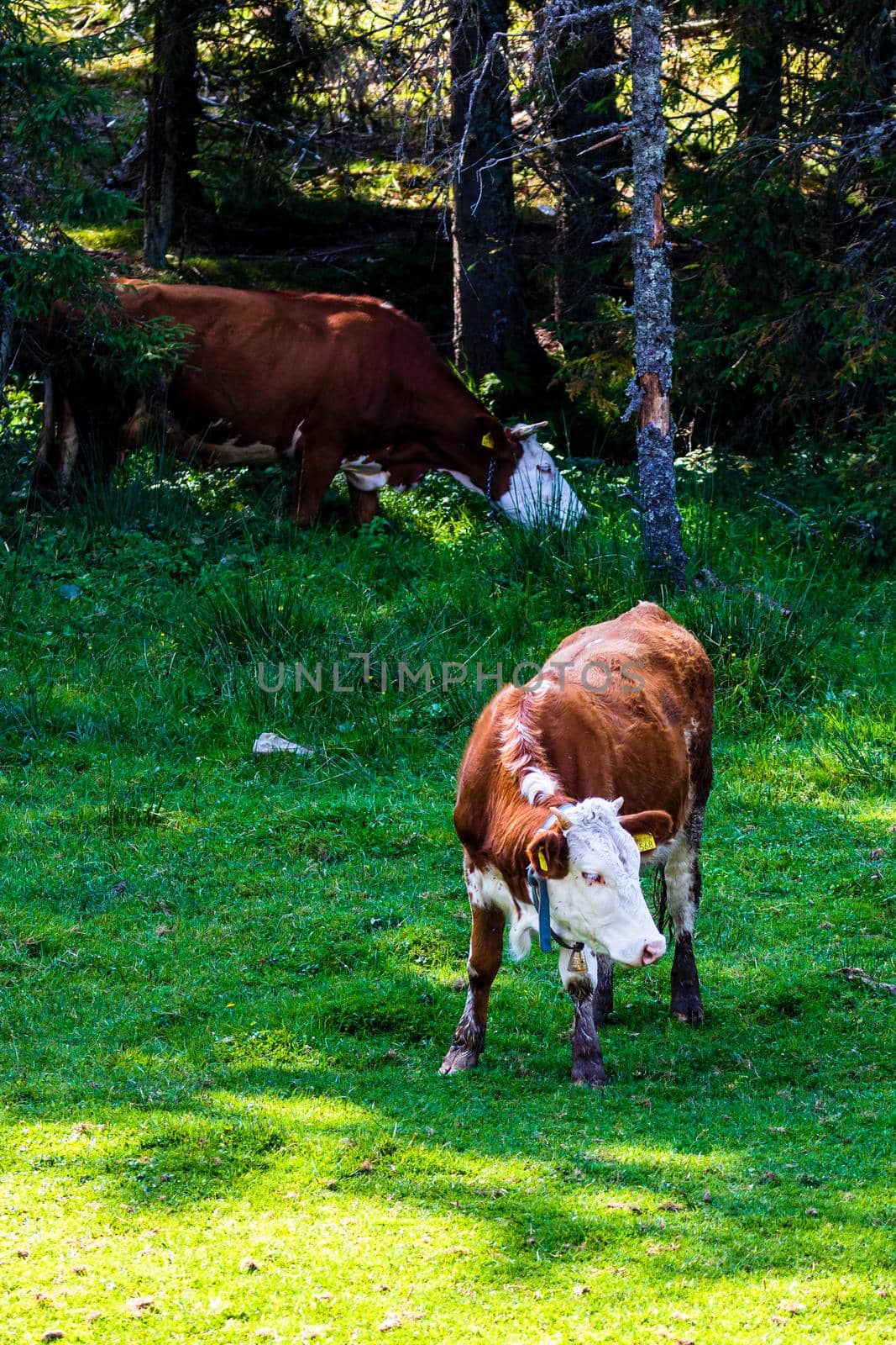 Cow standing and grazing on grassy field, sunny day by vladispas